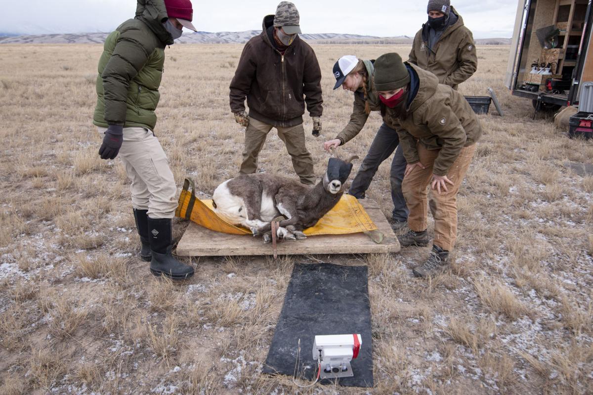 Bighorn sheep study