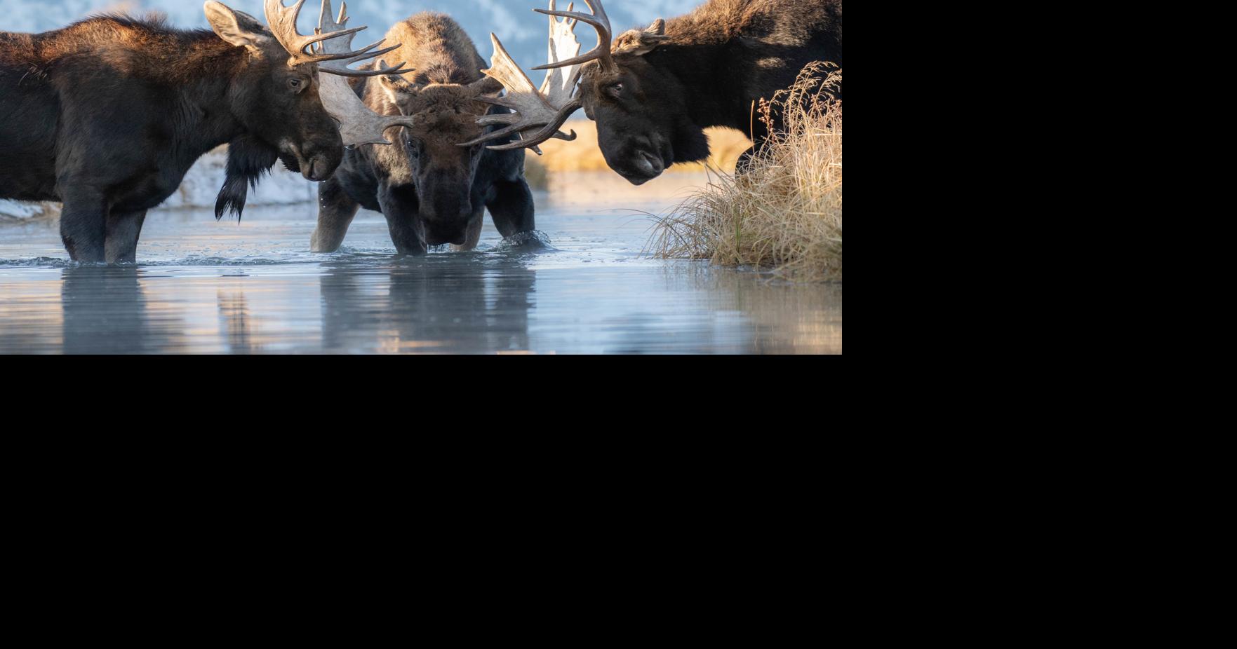 young-wildlife-photographer-honored-this-just-in-jhnewsandguide-com