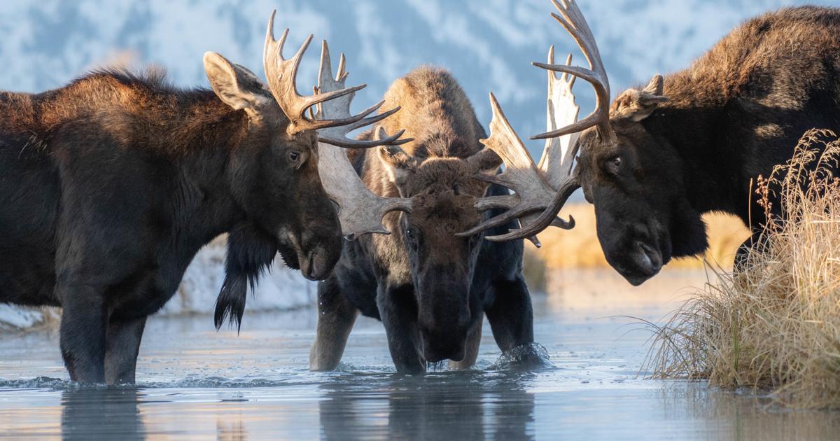 Young wildlife photographer honored | This Just In | jhnewsandguide.com young-wildlife-photographer-honored-this-just-in-jhnewsandguide-com