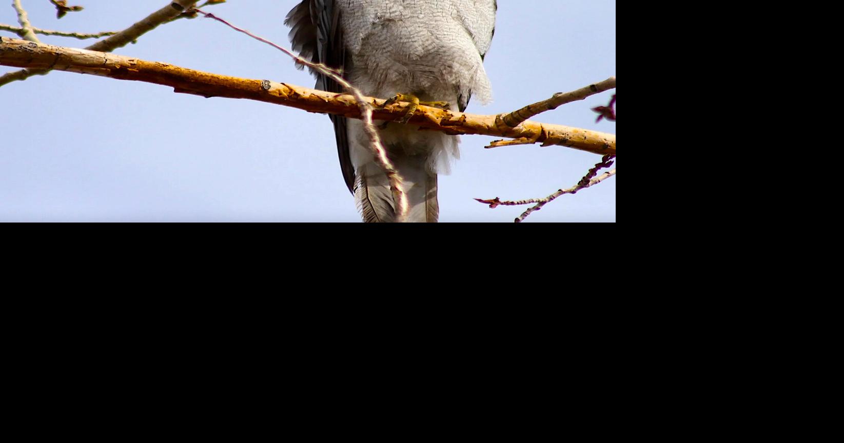 Forest-dwelling raptor, aka ‘flying mountain lion,’ goes for groceries ...