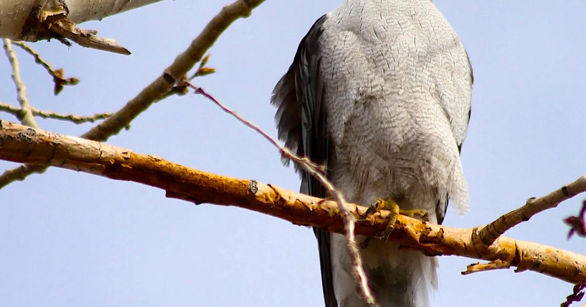 Forest Raptors Forest-dwelling raptor, aka ‘flying mountain lion,’ goes for groceries ...