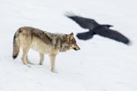Wolves | News | jhnewsandguide.com