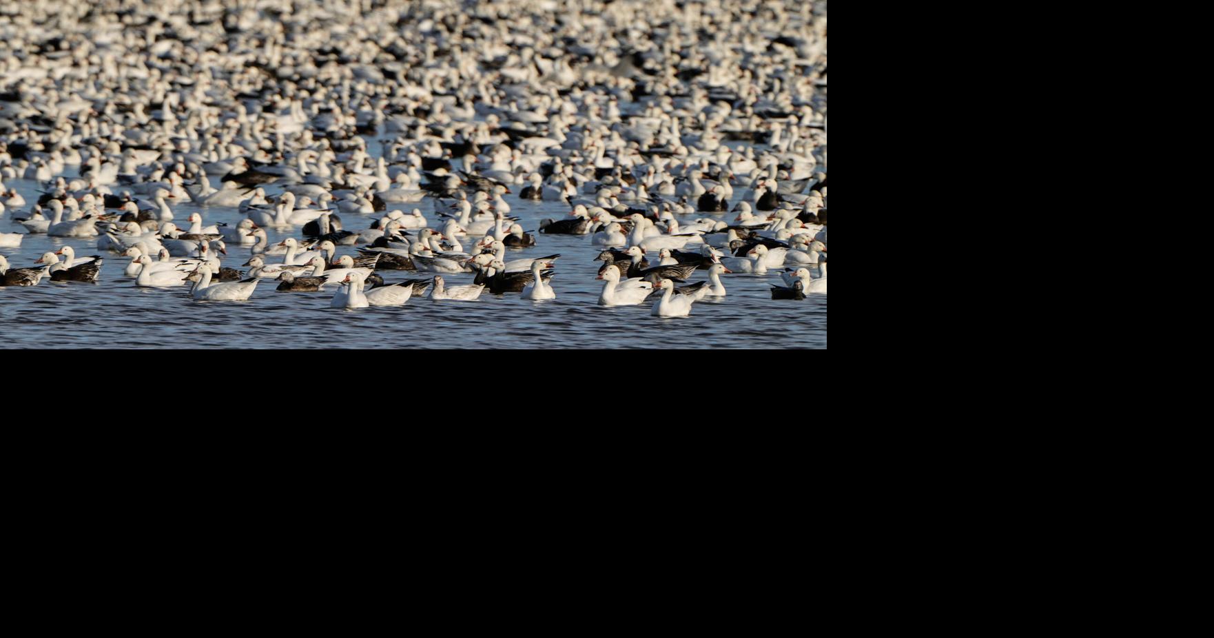 Wyoming’s Coursey leads National Wildlife Refuge System audit that’s ...