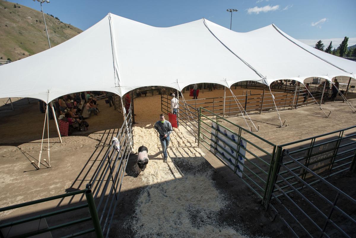 Teton County Fair 4-H swine showmanship