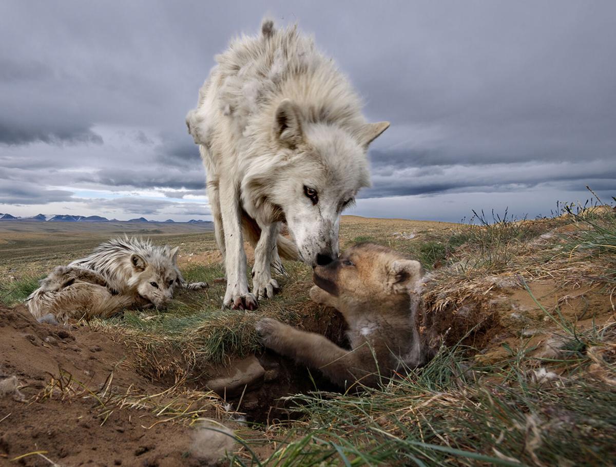 NMWA to run with the wolves | Arts | jhnewsandguide.com