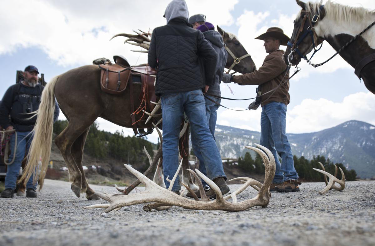 Antler hunt