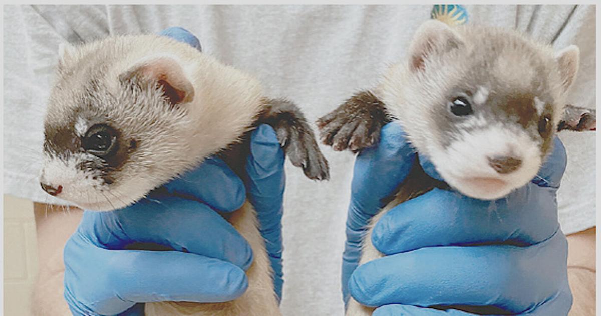 Ferret Fast Cloning of endangered ferrets moving fast, making history | State and ...