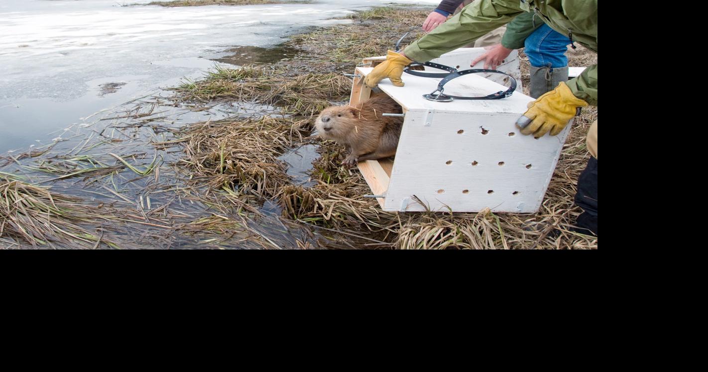 Beavers need protections to keep fish, waterways thriving | Guest Shot ...