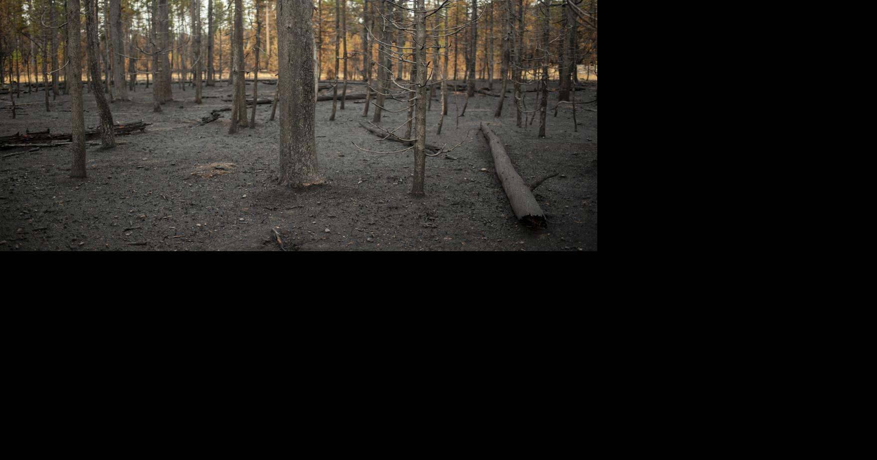 What’s in the forecast? Lots of fire, less forest | Special Sections ...
