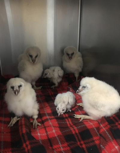 Baby Barn Owls Need New Homes The Hole Scroll Jhnewsandguide Com