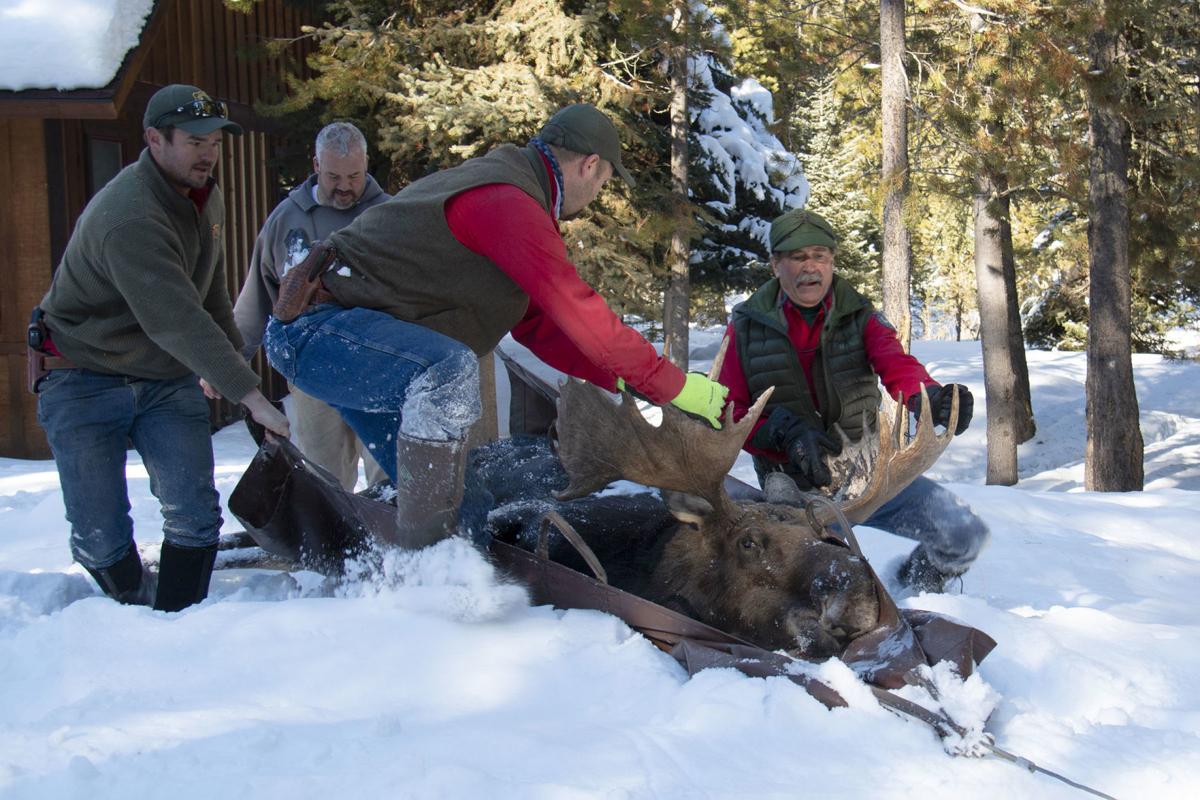 Irritable moose is dehorned and relocated | Environmental |  jhnewsandguide.com