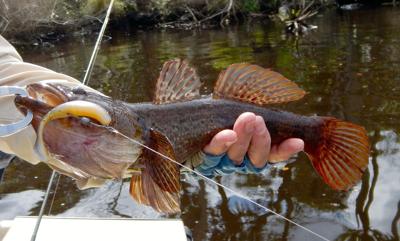 Exotic Redtail Catfish Caught in South Florida Lake - Florida