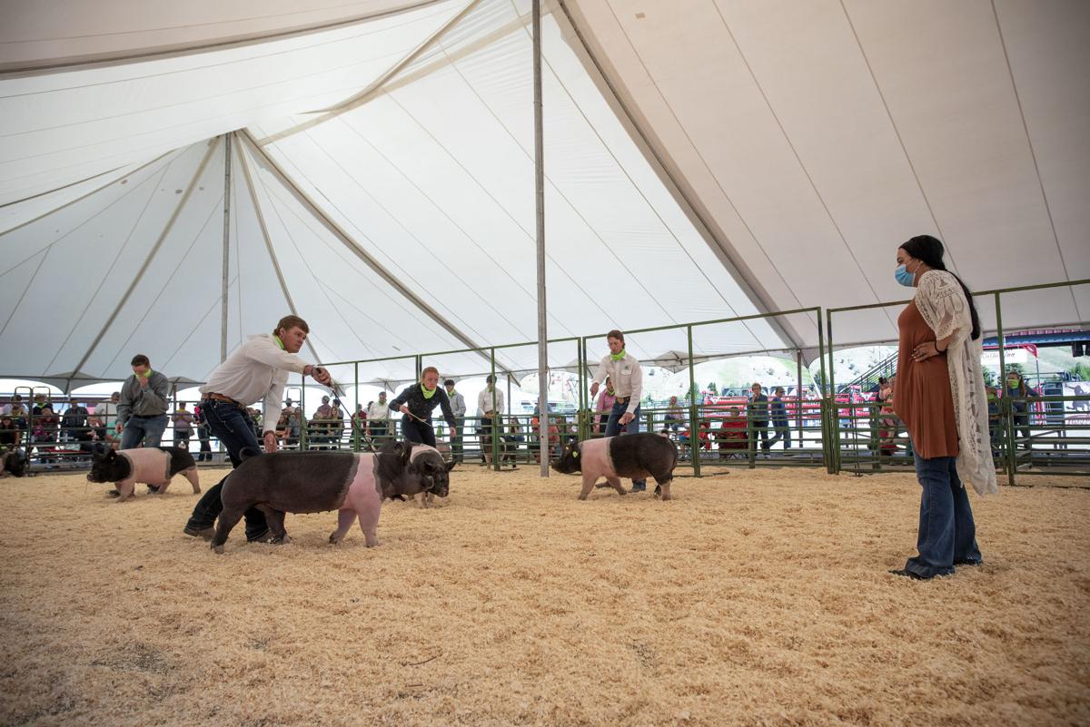 Teton County Fair 4-H swine showmanship