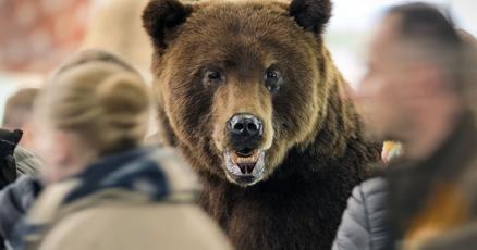 Taxidermy animals in S.D. will get new homes after health concerns kept them hidden | State and Regional | jhnewsandguide.com