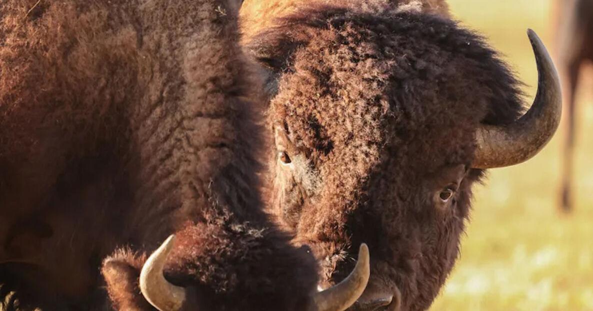Battle of the behemoths: Wyoming’s bison kick off the rut | WyoFile ...