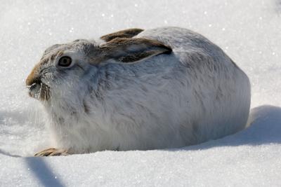 White tailed jackrabbit