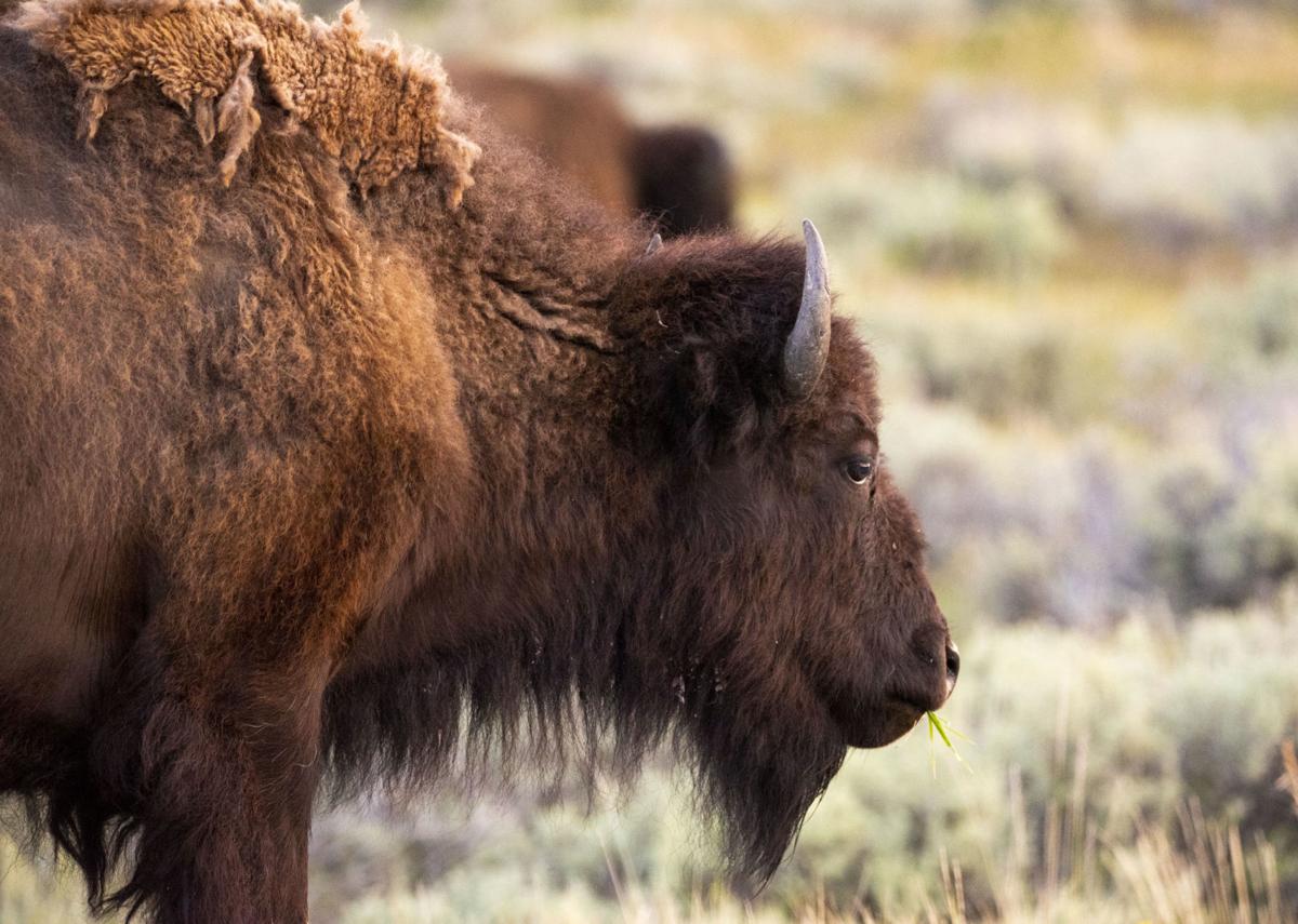Bison Bulls Boast While Pheromones Fly Features Jhnewsandguide Com