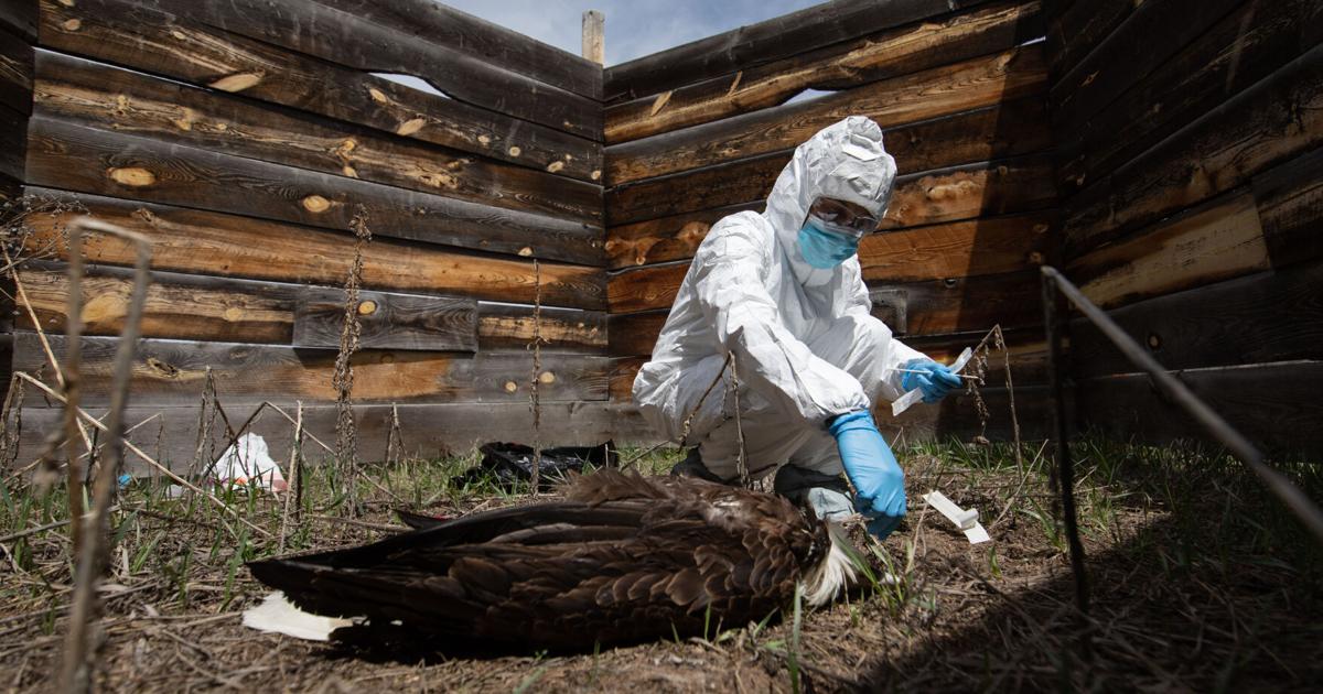Watch ‘From one pandemic to another’: Avian influenza hits wild birds | Environmental – Latest News