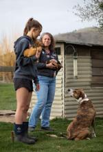 Avian flu on the rise