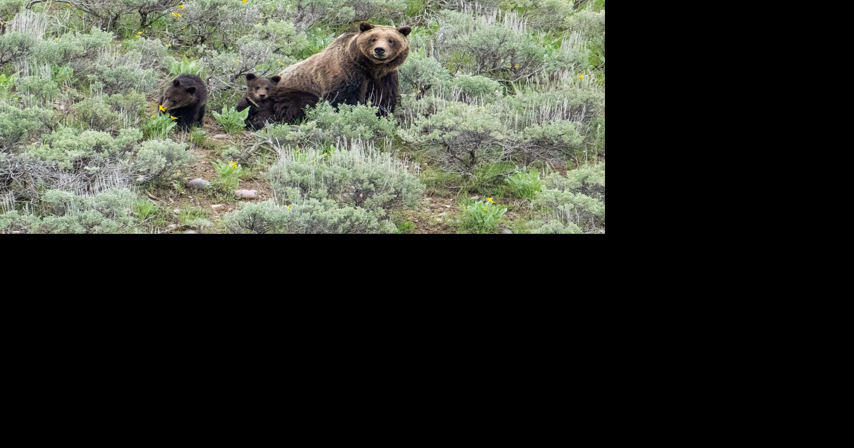 Grand Teton National Park kills black bear amid raft of early summer ursine conflict