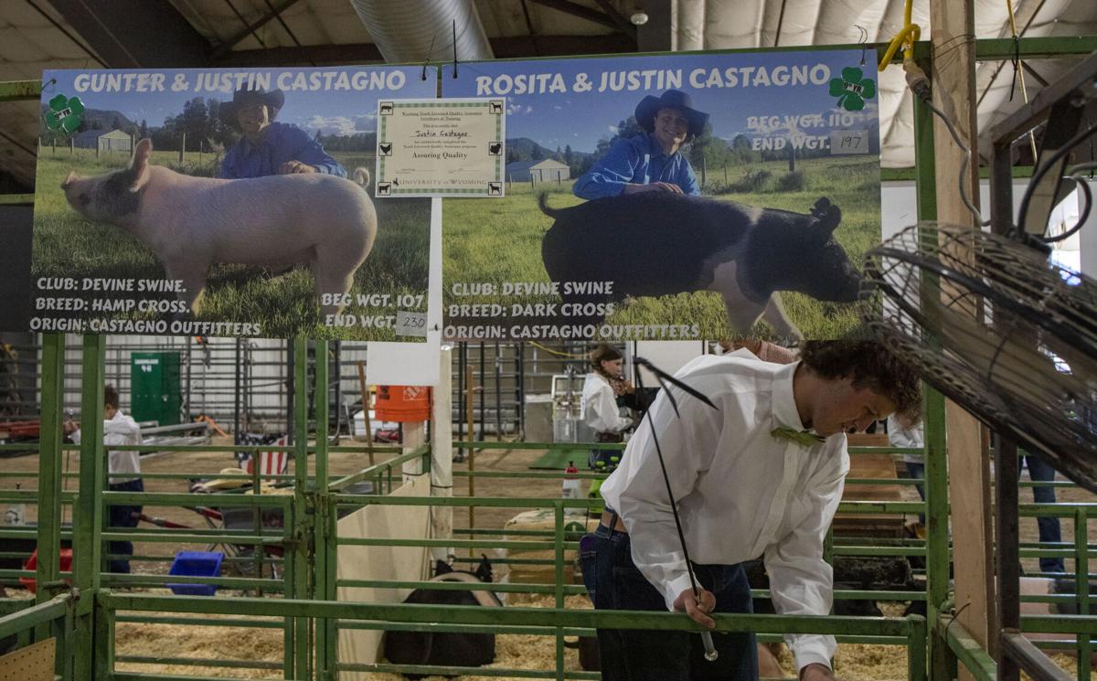 4H Pig Show