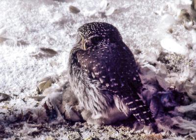 Owls Work Hard To Survive A Hard Winter Columnists