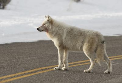 White Wolf Was Struck By Gunfire Local Jhnewsandguide Com White Wolf Was Struck By Gunfire Local Jhnewsandguide Com