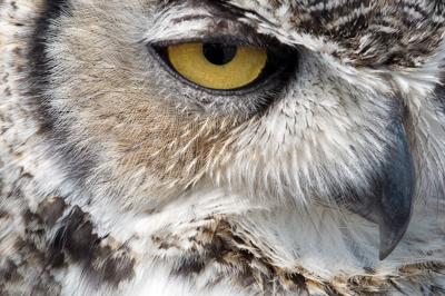 Bird And Nature Club Meeting To Be All About Owls Events