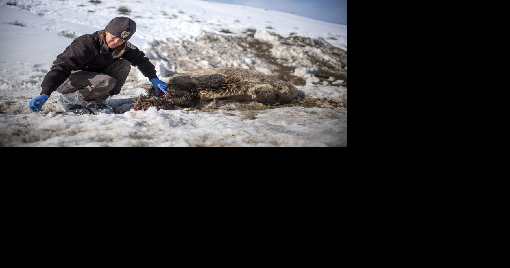 Chronic wasting disease found in thin, disoriented elk on the National Elk Refuge