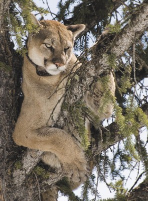 cougar growl notification