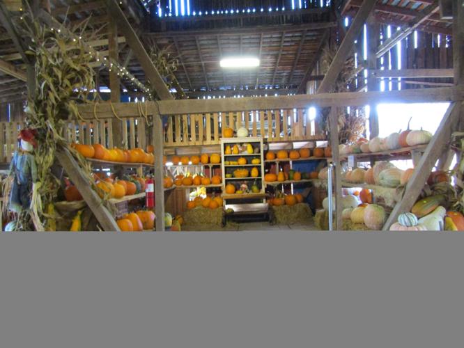 Laurels Pumpkin Barn has plenty of variety, color and stories