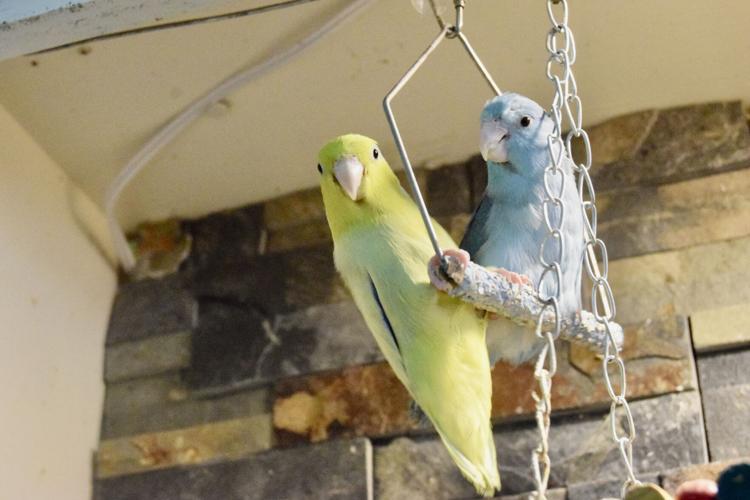 For the Birds Adult prom to benefit local bird rescue Entertainment