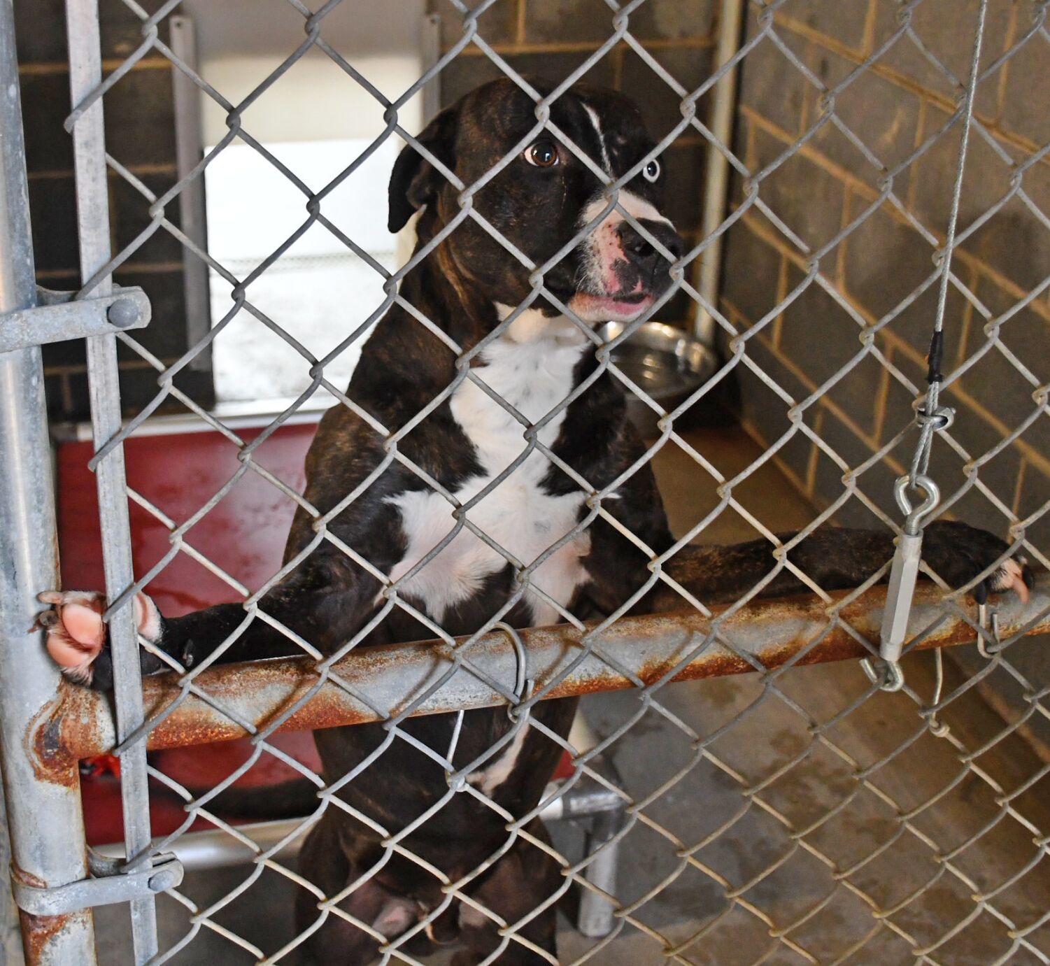 Carter co hot sale animal shelter