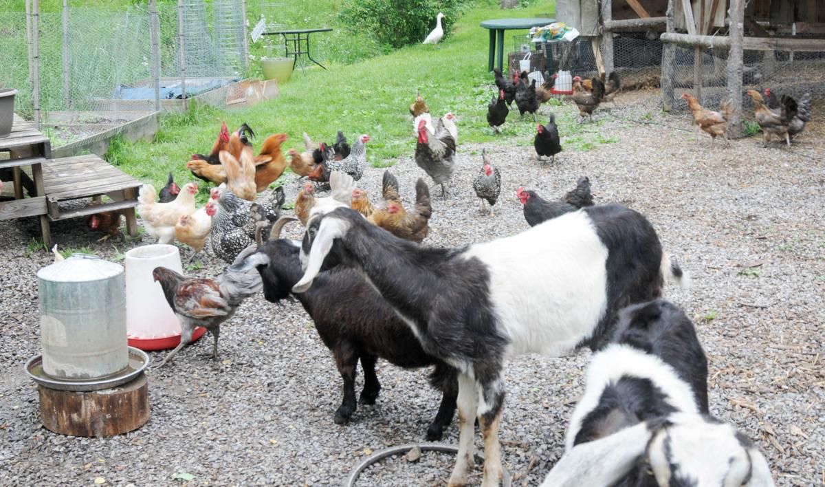 Opossum Hollow Farm A Green Acres Plot Playing Out In Carter County Johnsoncitypress Com