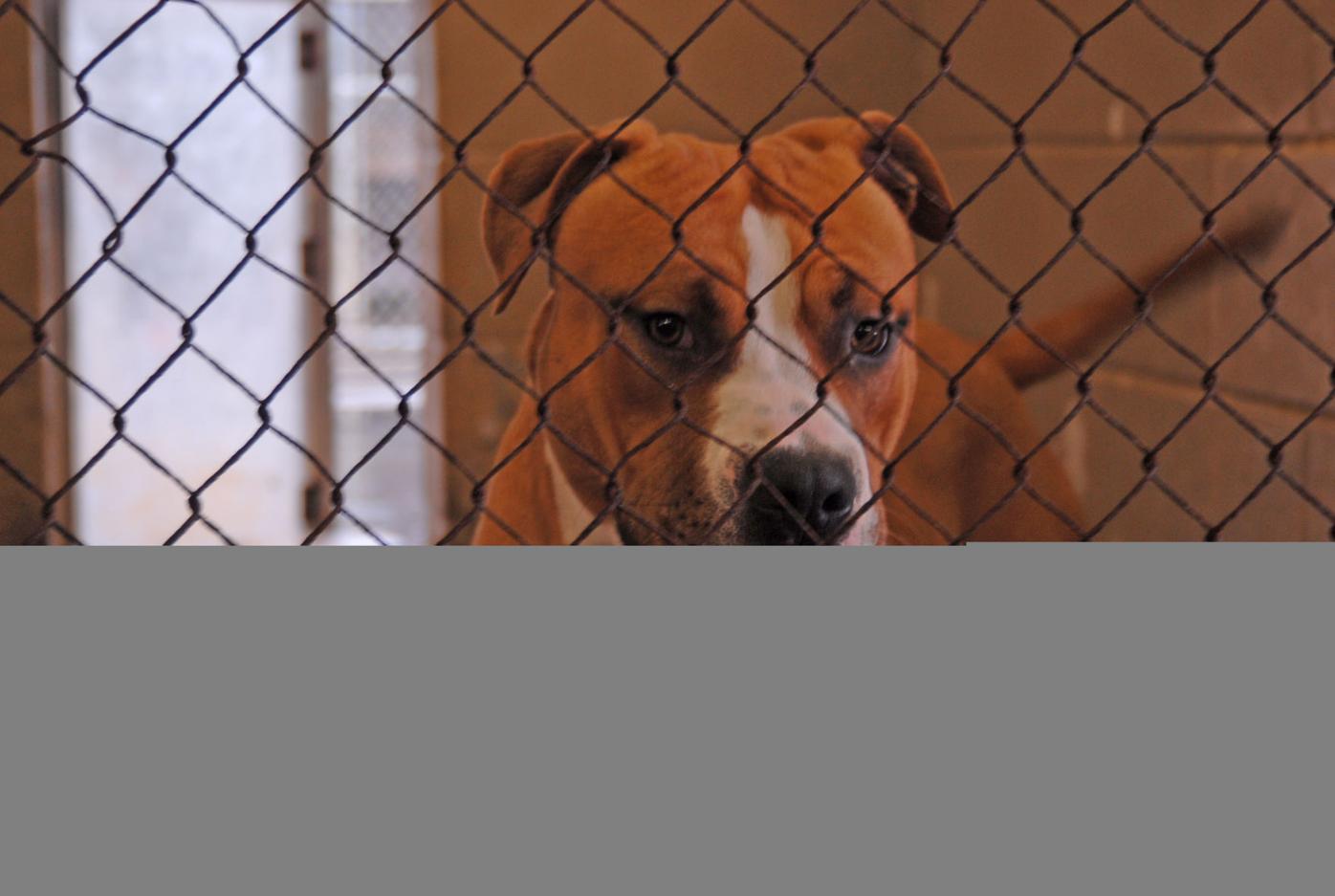 Washington Co. Animal Shelter moves closer to no-kill status with extra space expected in new facility | Local News Washington Co. Animal Shelter moves closer to no-kill status with extra space expected in new facility | Local News