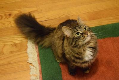 Are Dogs Really Smarter Than Cats Blogs Johnsoncitypress Com