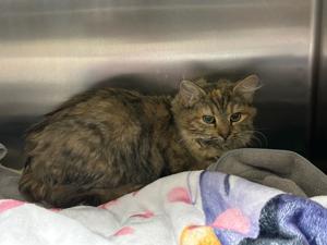 Freezing Temperatures: Jonesborough Cat Rescued from Manhole