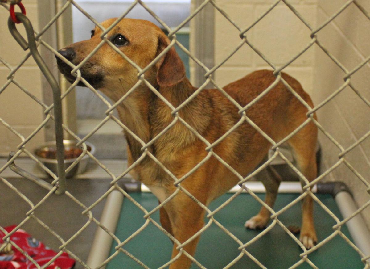 Carter County Animal Shelter Grayson Ky | jpstm