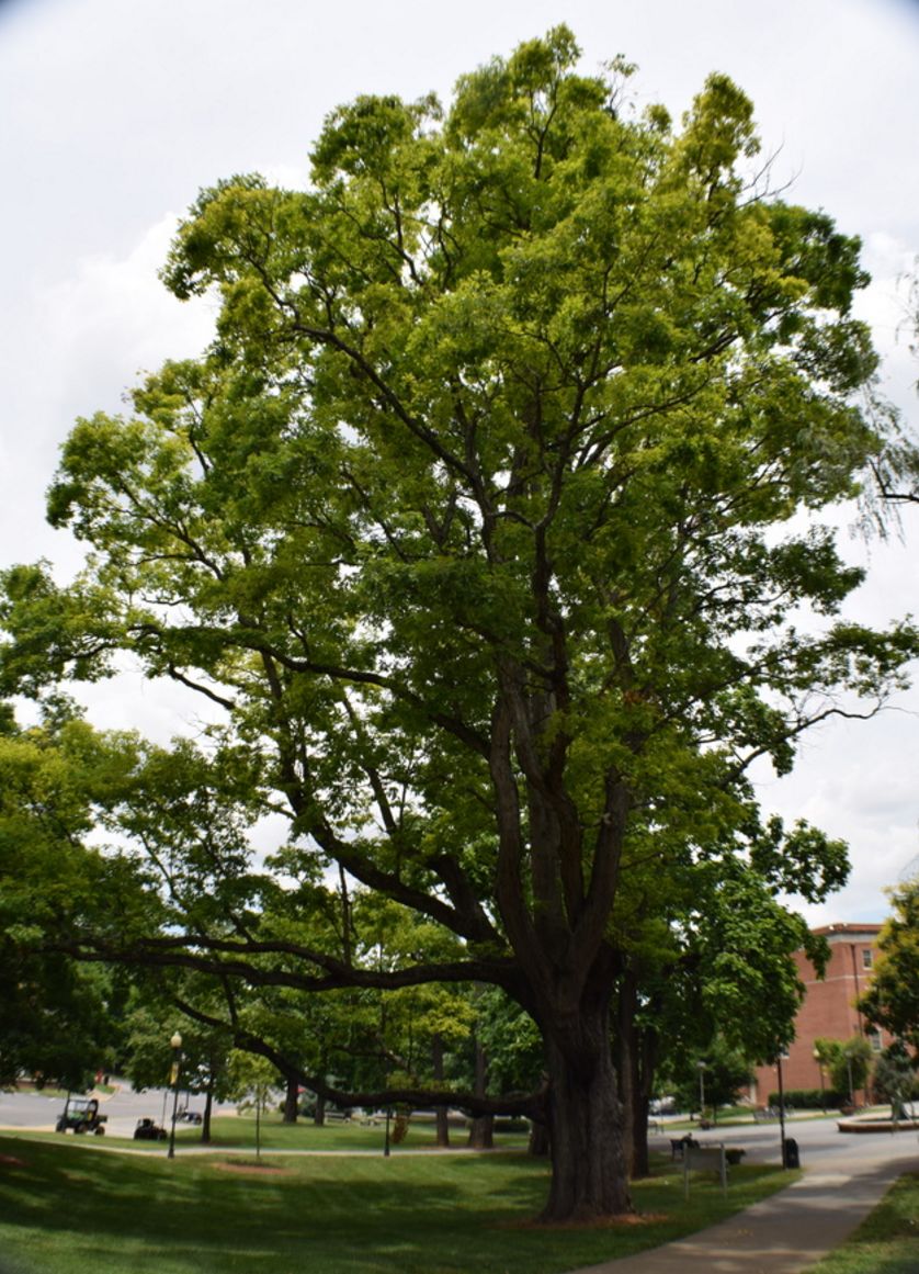 Weather Rot Ends Life Of 200 Plus Year Old Oak Tree On East Tennessee State University Campus News Johnsoncitypress Com