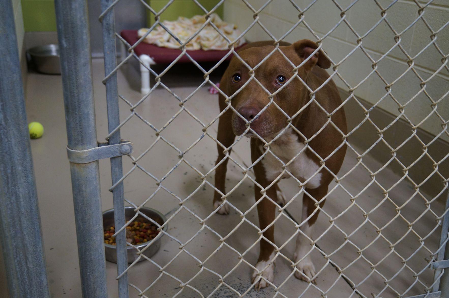 WCJC Animal Shelter Dog Photos