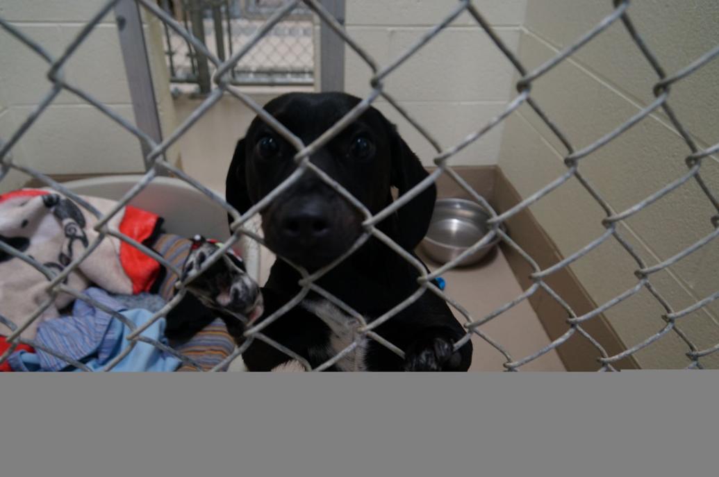 WCJC Animal Shelter, March 14 Dog PHOTOS
