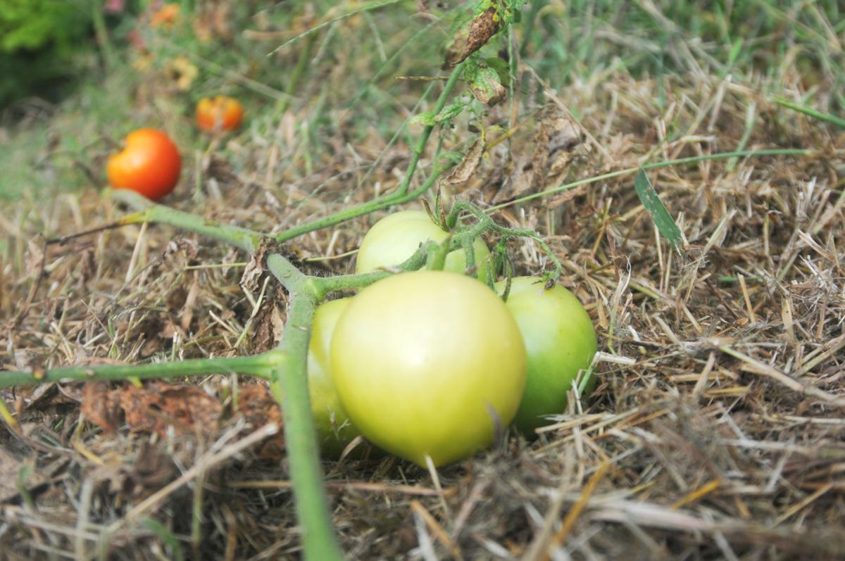 Gardening Is For The Birds Blogs Johnsoncitypress Com