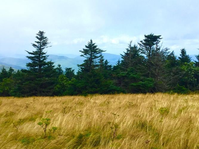 PHOTO GALLERY Hiking the Roan Mountain balds Arts & Entertainment