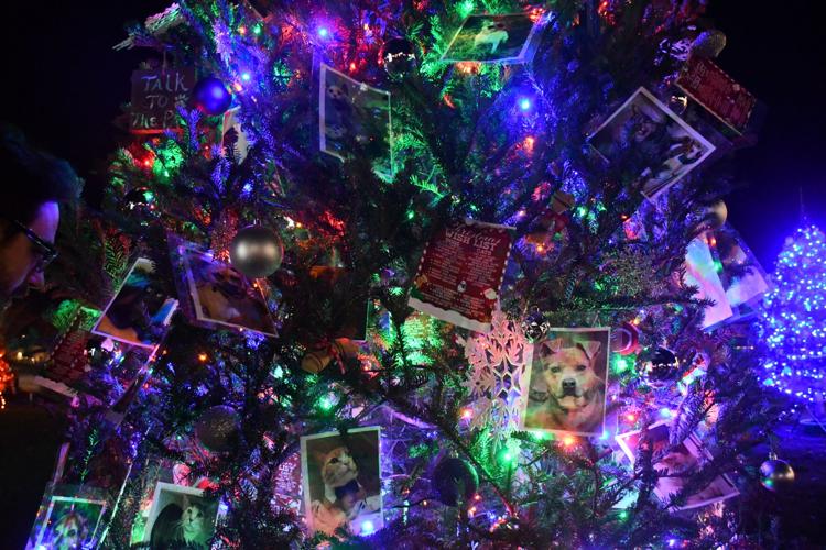 Candy Land Christmas trees now on display | Local News