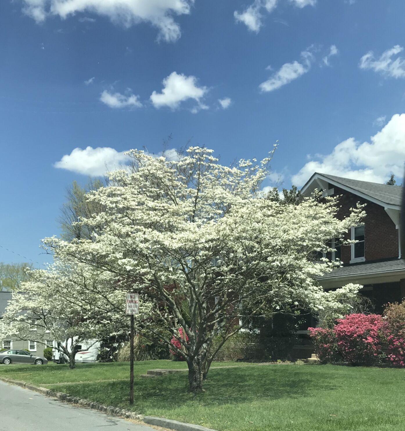It's Dogwood Winter Region under freeze advisory Living