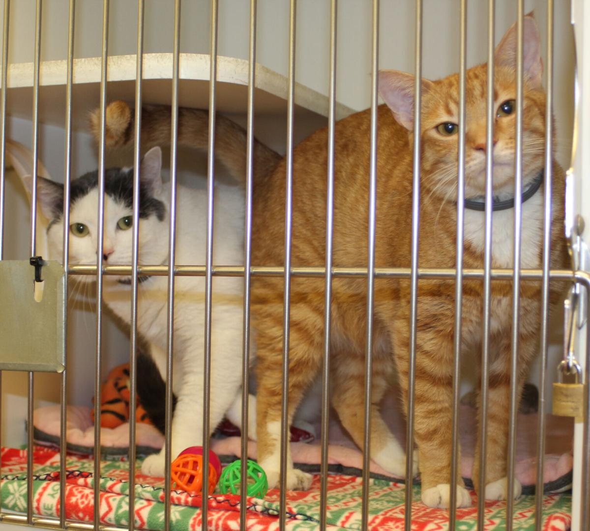 Puff & Oscar