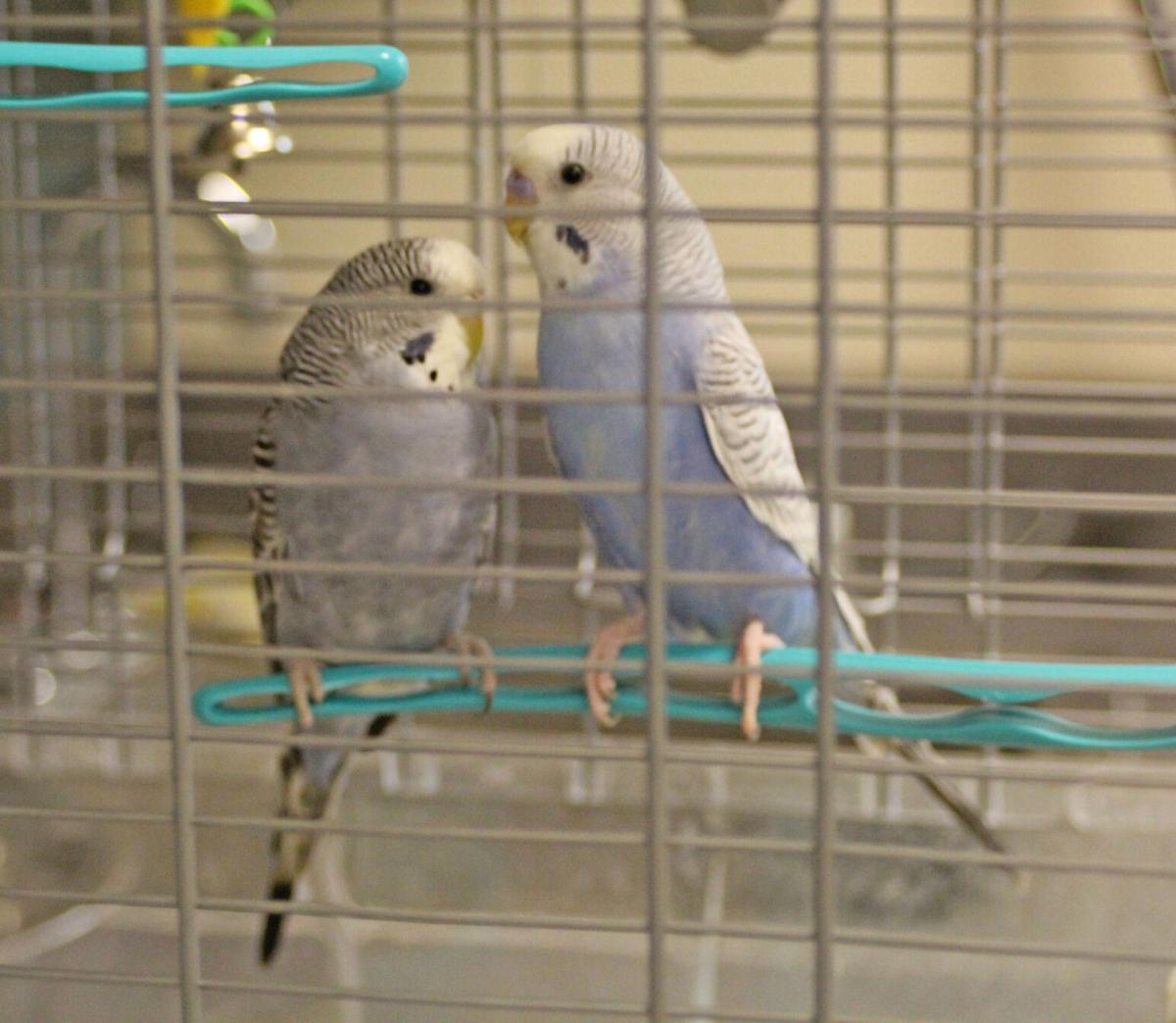 Parakeets