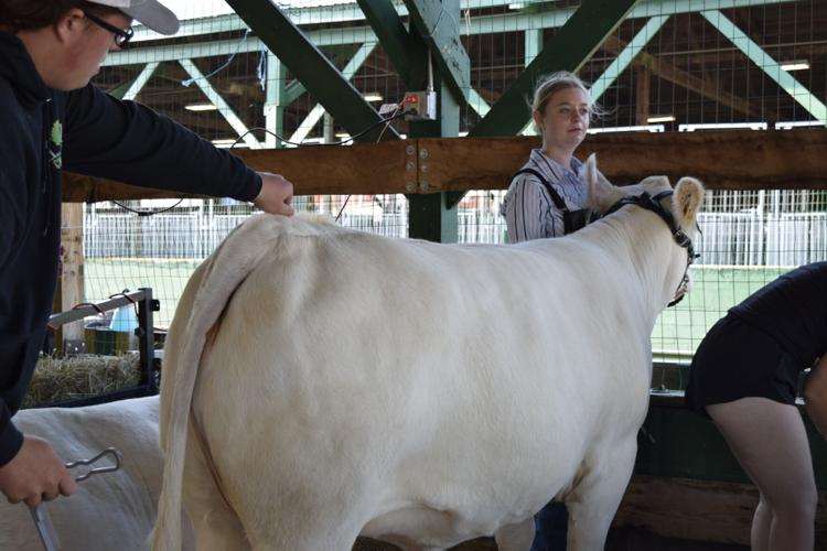 Cow at fair