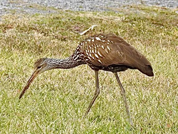 Farthing Still Enjoys Seeing Different Bird Species 