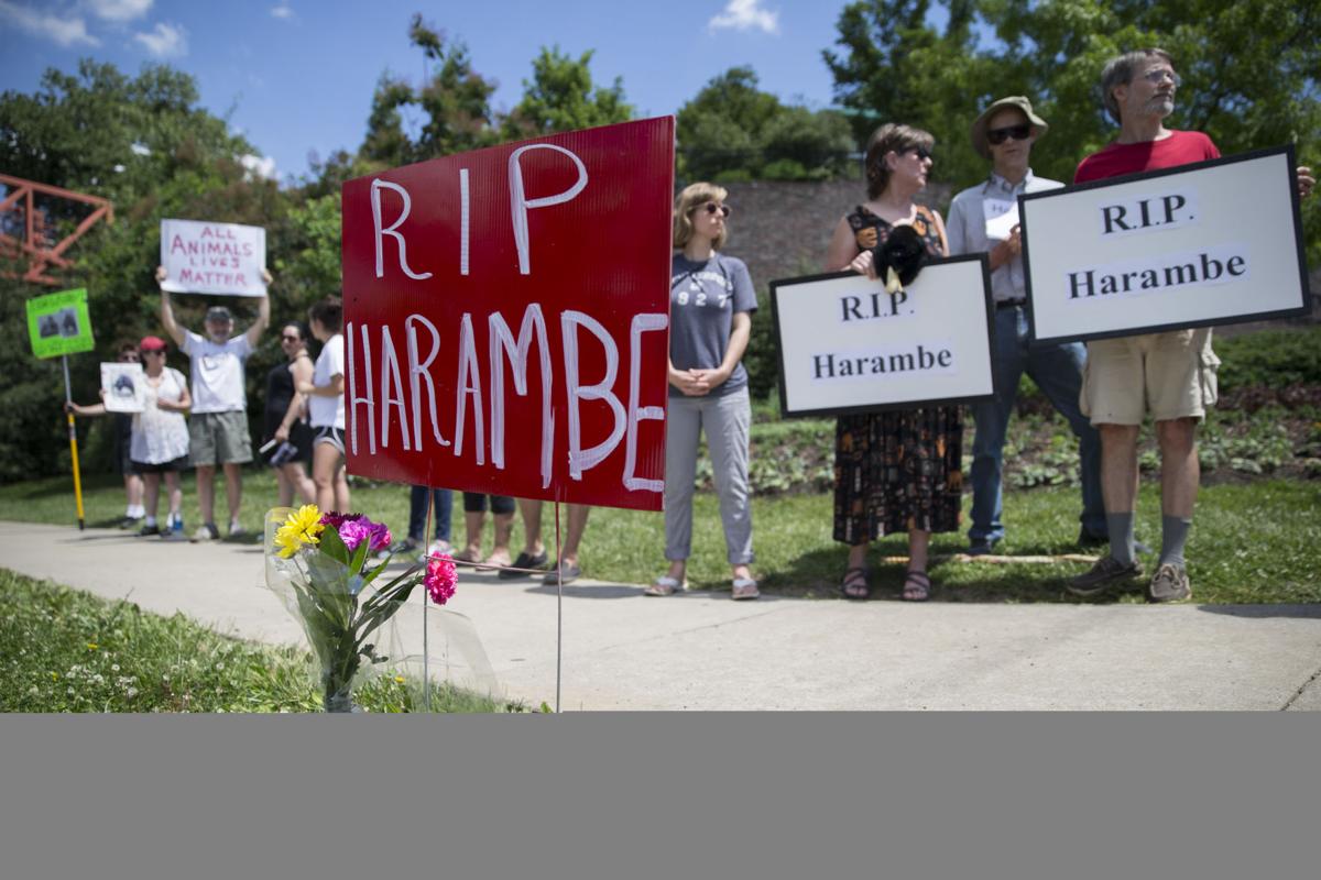 Vigil Held At Cincinnati Zoo In Tribute To Slain Gorilla News Johnsoncitypress Com